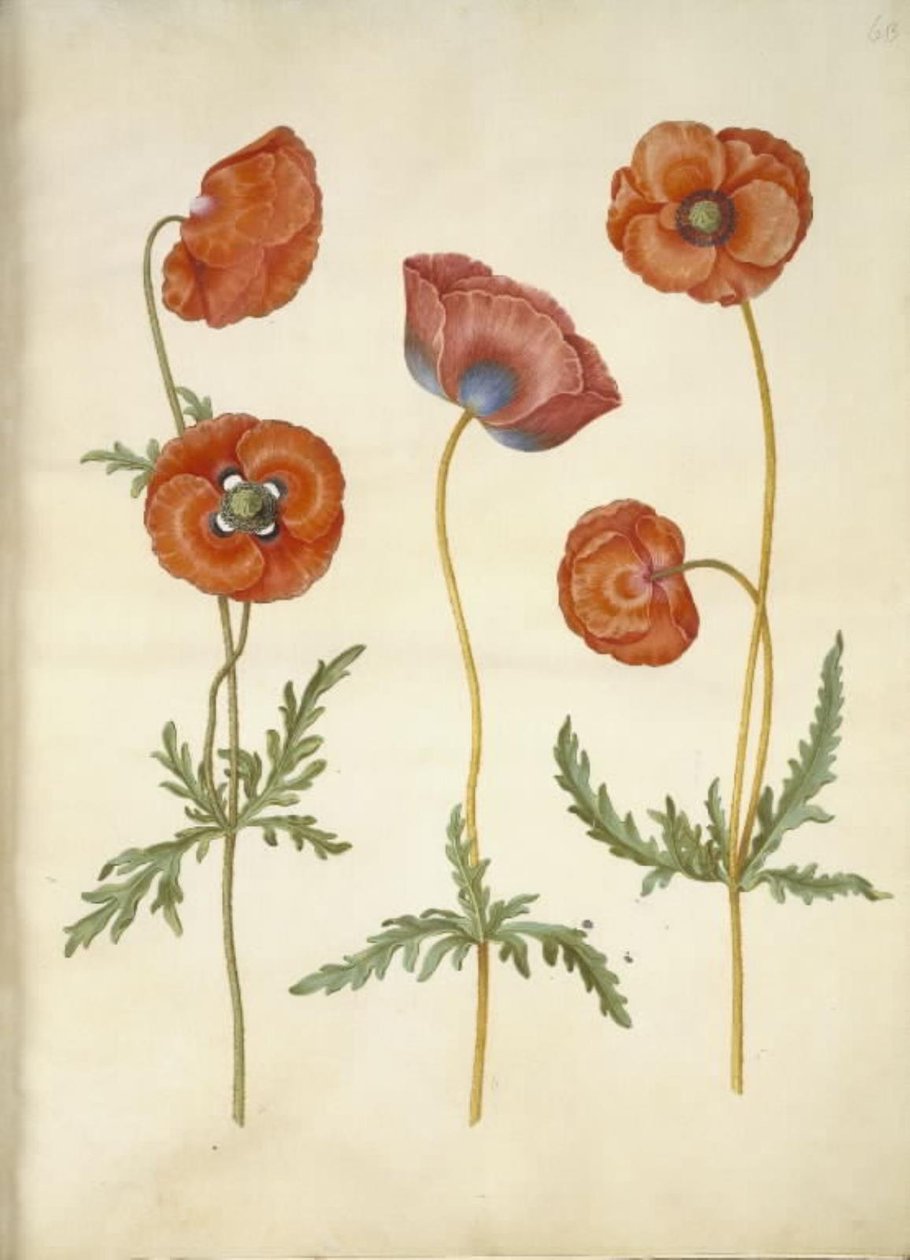 Papaver rhoeas (papoula de grãos) de Hans Simon Holtzbecker