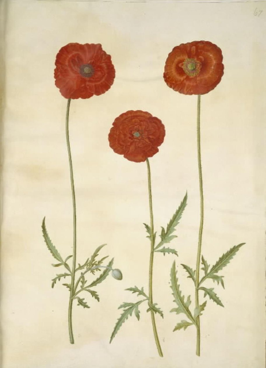 Papaver rhoeas (papoula de grãos) de Hans Simon Holtzbecker