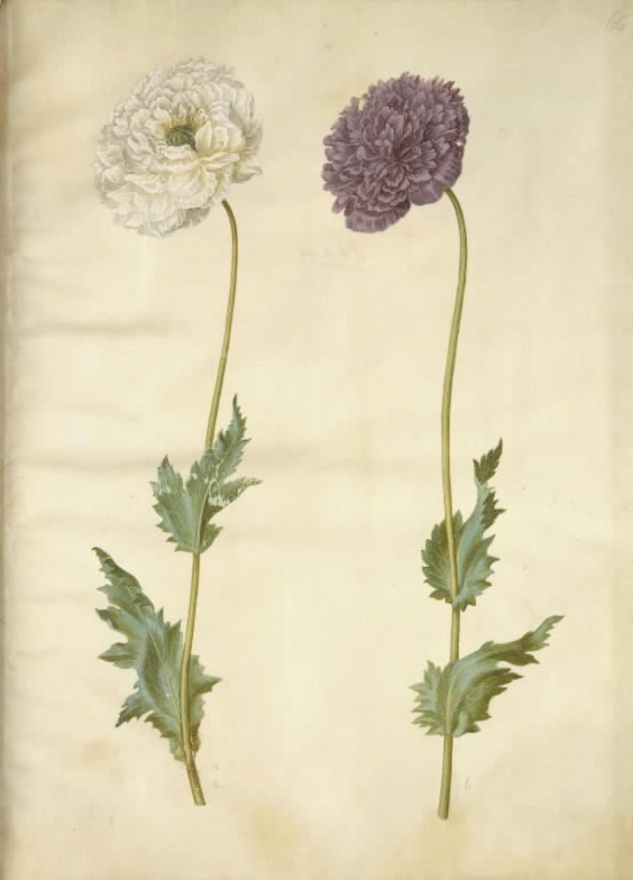 Papoila de ópio (papoula de ópio) de Hans Simon Holtzbecker