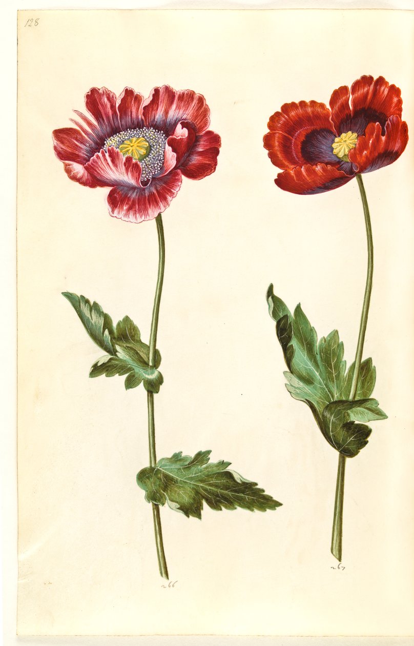 Papoila de ópio (papoula de ópio) de Hans Simon Holtzbecker
