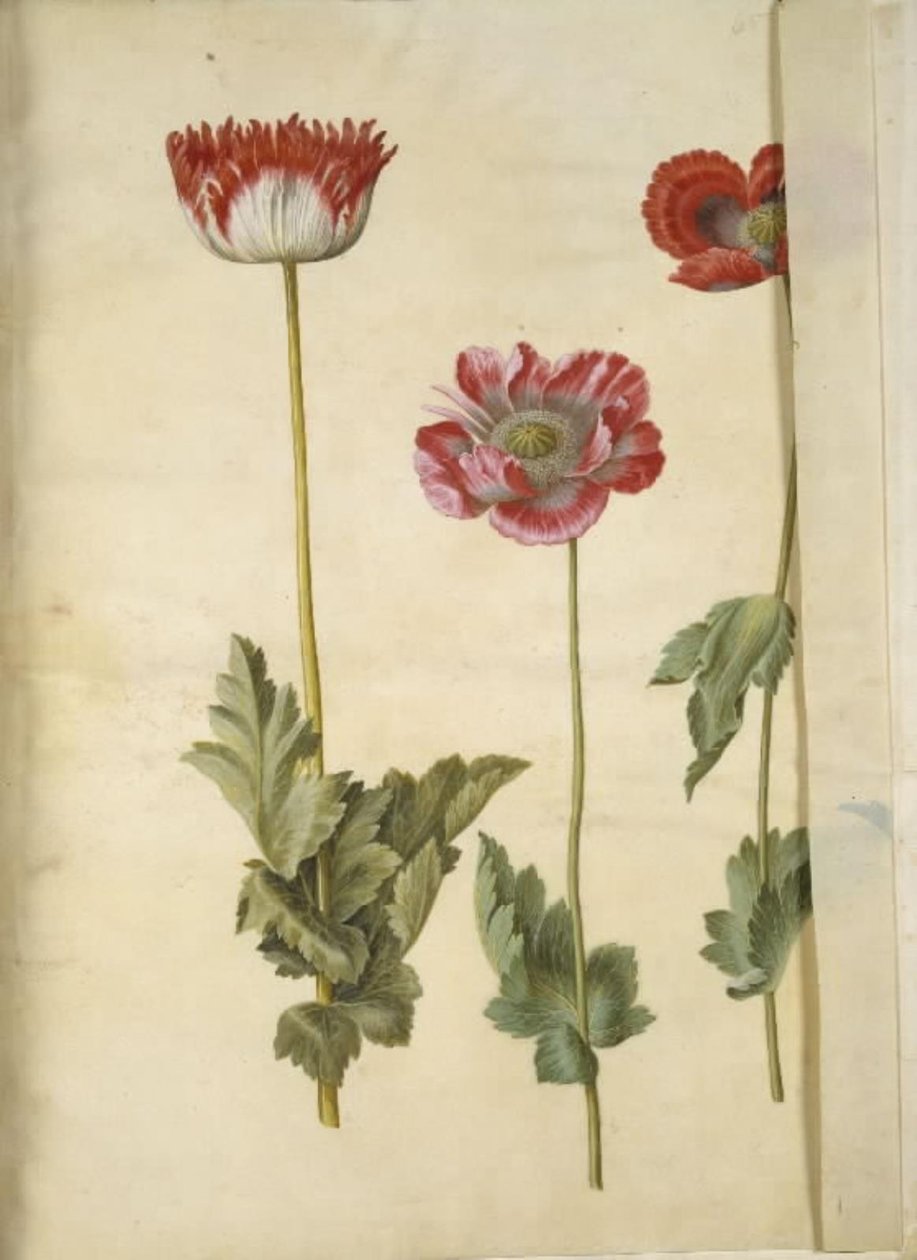 Papoila de ópio (papoula de ópio) de Hans Simon Holtzbecker