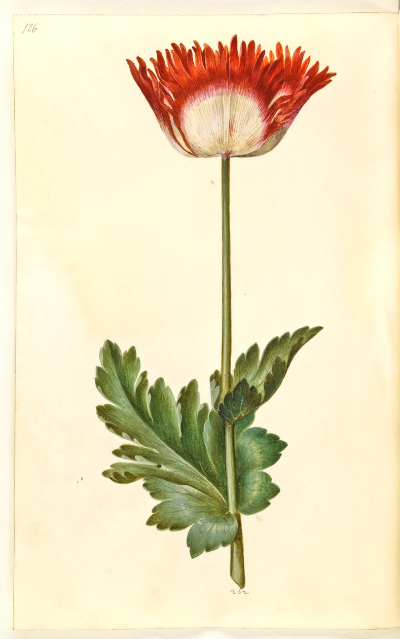 Papoila de ópio (papoula de ópio) de Hans Simon Holtzbecker