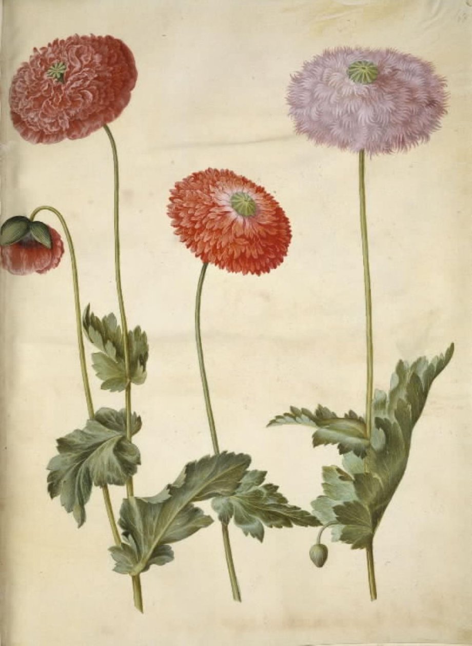Papoila de ópio (papoula de ópio) de Hans Simon Holtzbecker