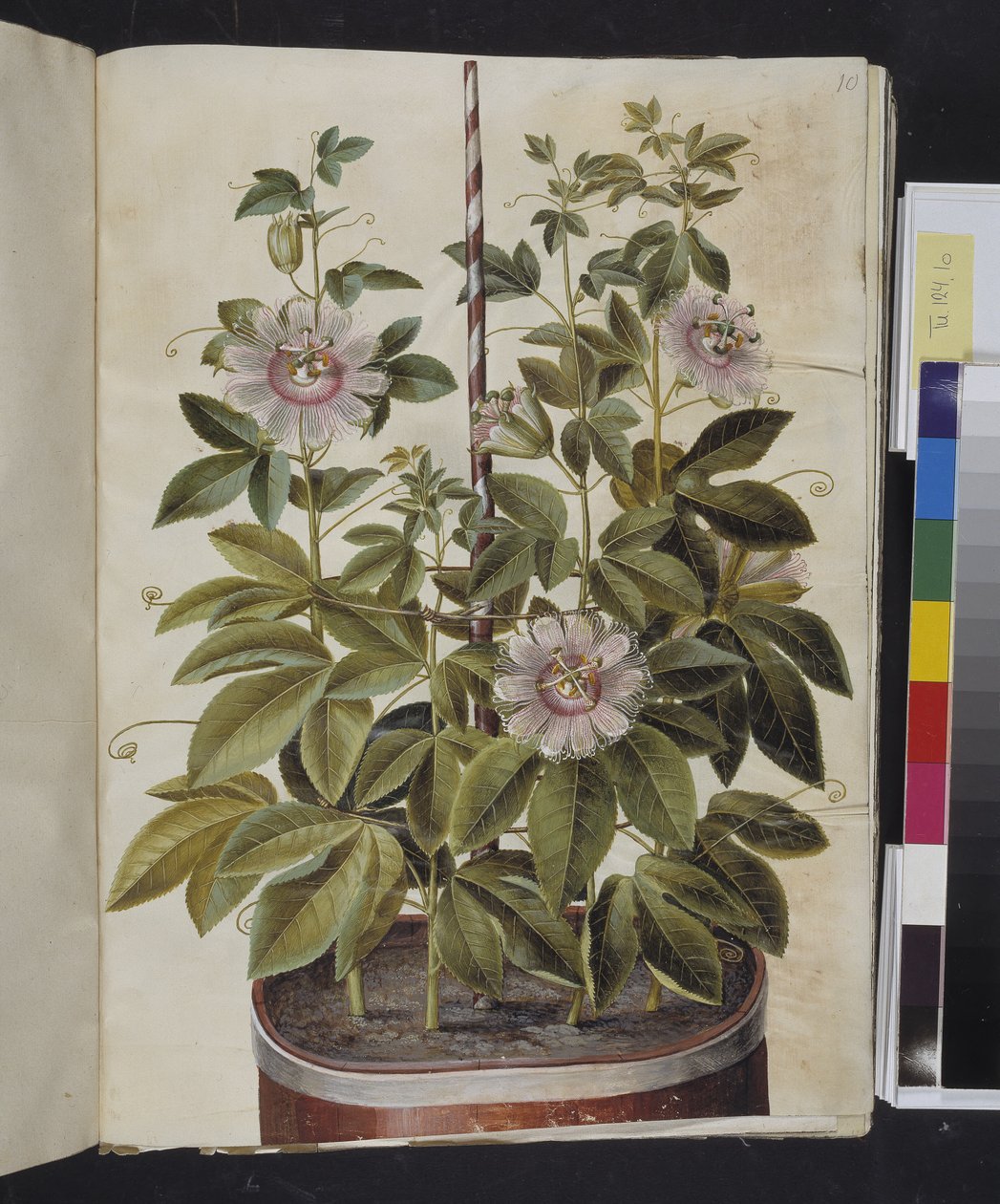 Passiflora incarnata (flor da paixão) de Hans Simon Holtzbecker