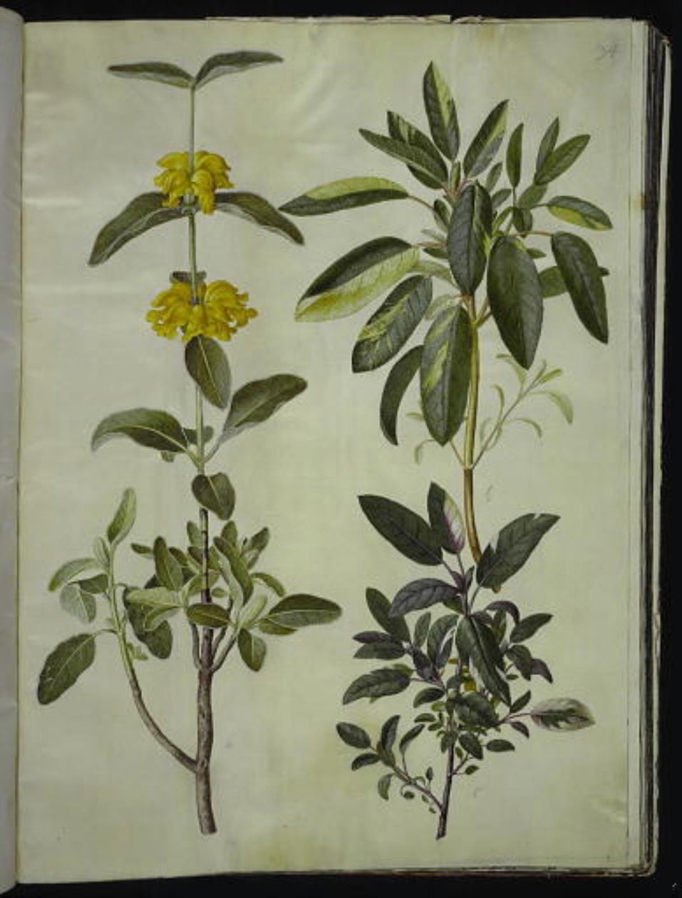 Phlomis fruticosa (dragão-boi comum); Salvia officinalis (sálvia) de Hans Simon Holtzbecker