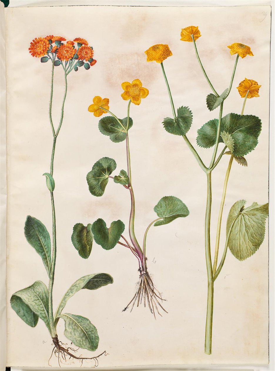 Pilosella aurantiaca (erva alta da Pomerânia); Caltha palustris (carriço da Inglaterra) de Hans Simon Holtzbecker