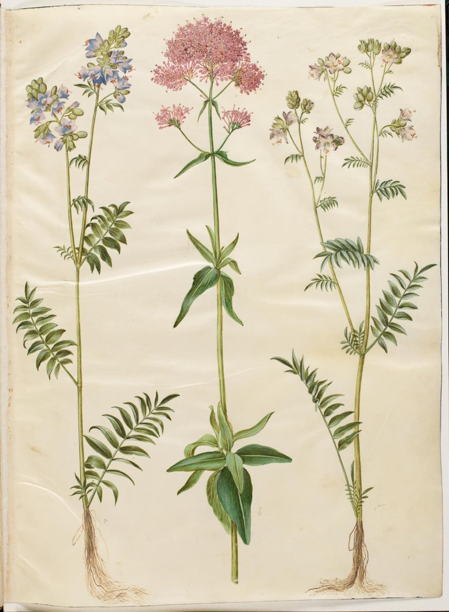 Polemonium caeruleum (escada de Jacob comum); Centranthus ruber (valeriana esporo vermelho) de Hans Simon Holtzbecker