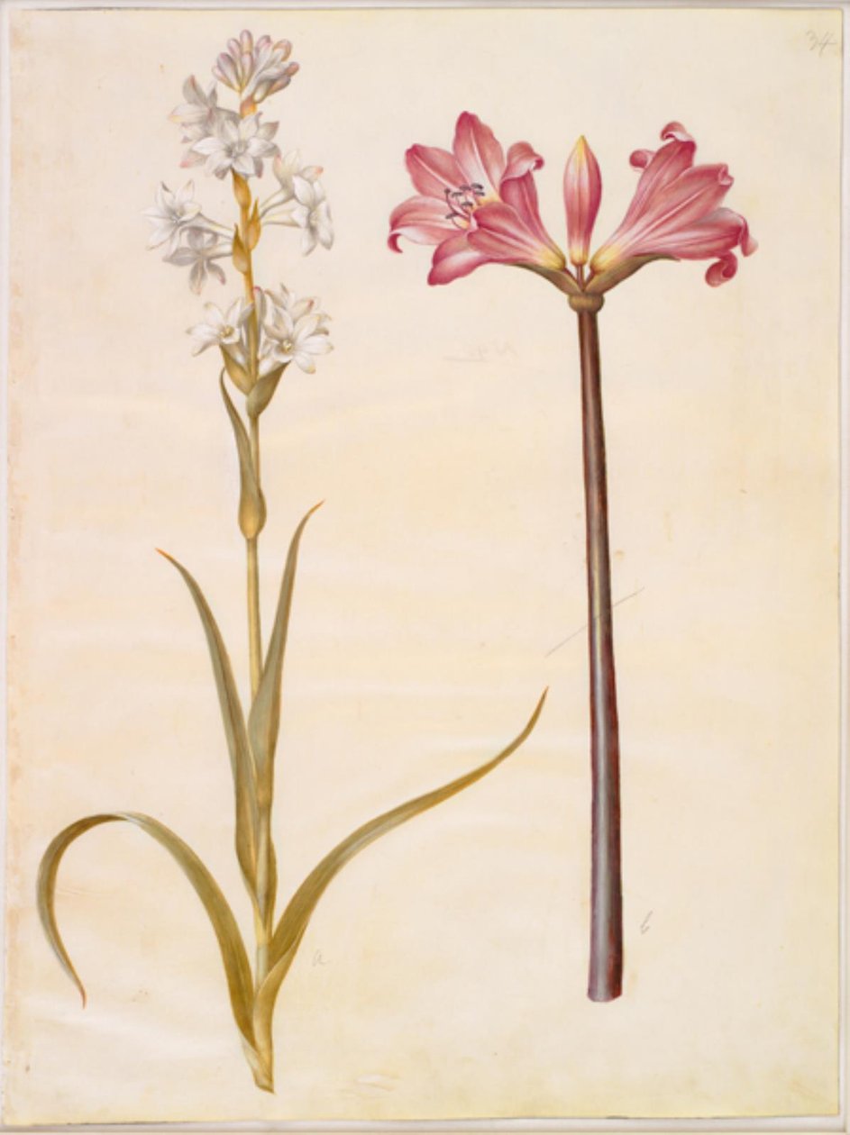 Polianthes tuberosa (tuberose); Amaryllis belladonna (belladonnallje) de Hans Simon Holtzbecker