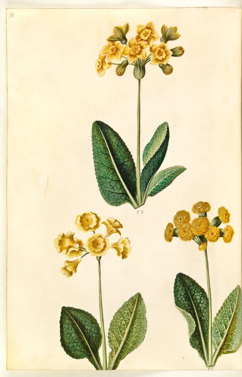 Primula ×polianta (?); Prímulas da primavera (?) de Hans Simon Holtzbecker