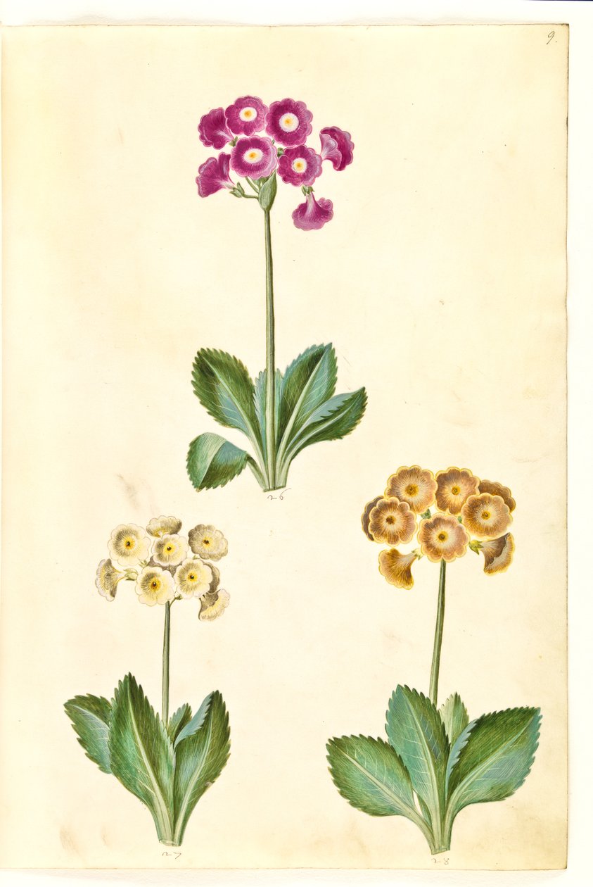 Primula ×pubescens (have-aurikel) de Hans Simon Holtzbecker