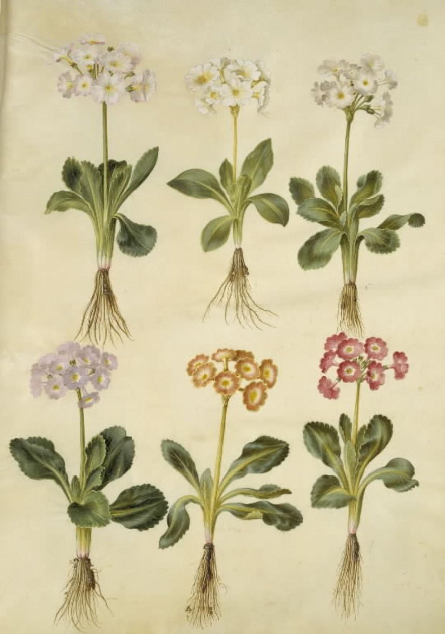 Primula ×pubescens (have-aurikel) de Hans Simon Holtzbecker