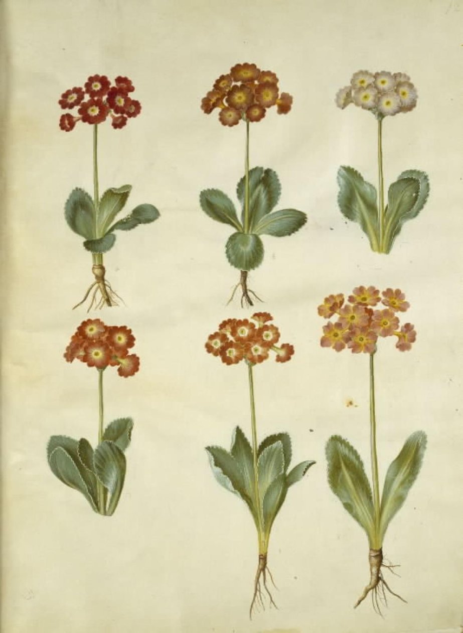Primula ×pubescens (have-aurikel) de Hans Simon Holtzbecker