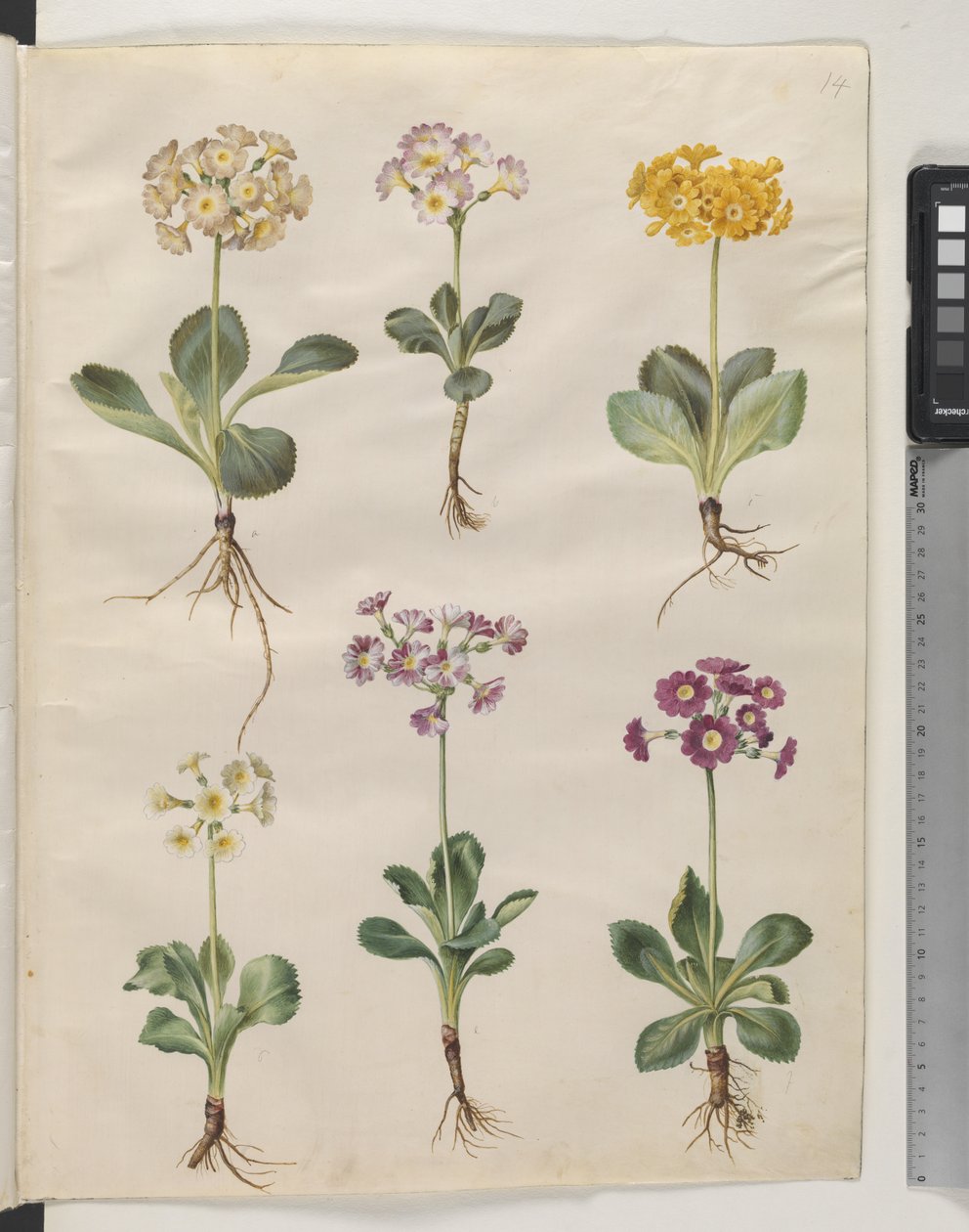 Primula ×pubescens Wulfen (ter-aurícula) de Hans Simon Holtzbecker