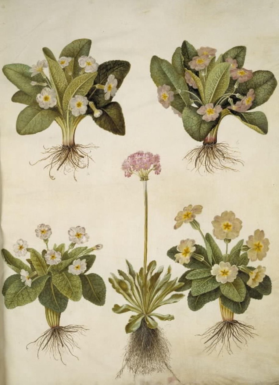 Primula vulgaris (híbrido de prímula de flores grandes); Primula farinosa (feijão florido) de Hans Simon Holtzbecker