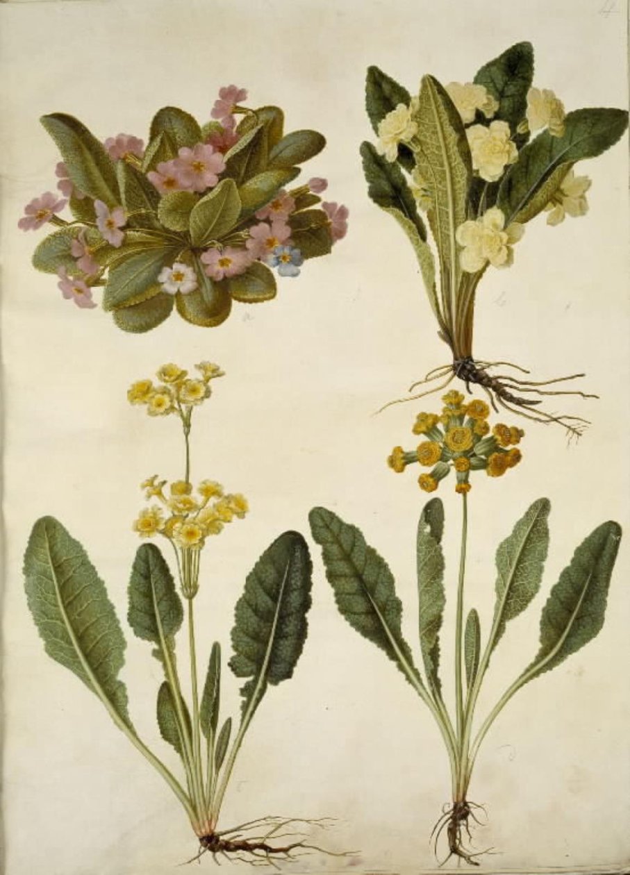 Primula vulgaris (prímula de carnaval); Primula vulgaris (híbrido de prímula de flores grandes); Primula veris (híbrido de feijão-fradinho de pescoço oco) de Hans Simon Holtzbecker