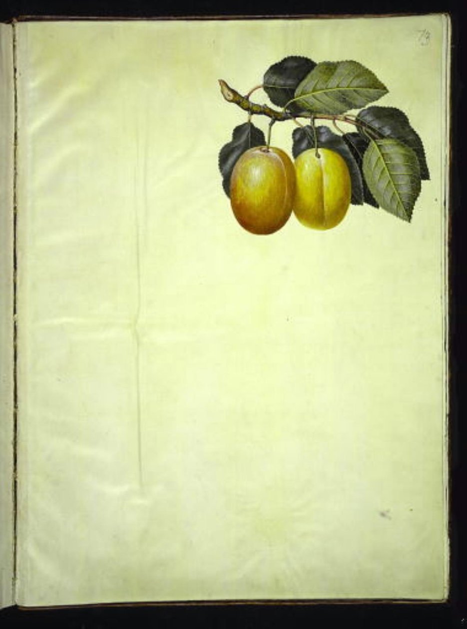 Prunus domestica (blomme) de Hans Simon Holtzbecker
