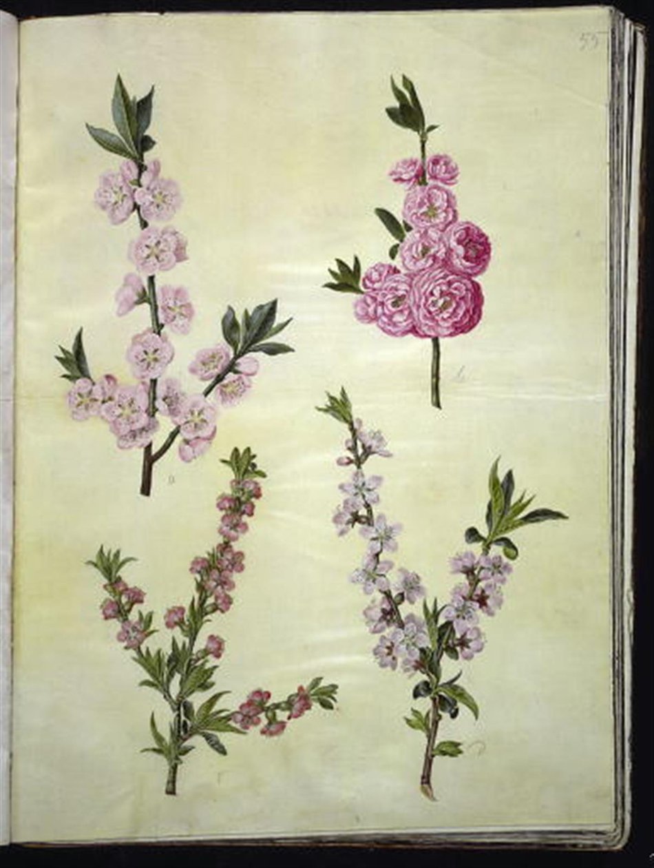 Prunus dulcis (amêndoa); Prunus persica de Hans Simon Holtzbecker