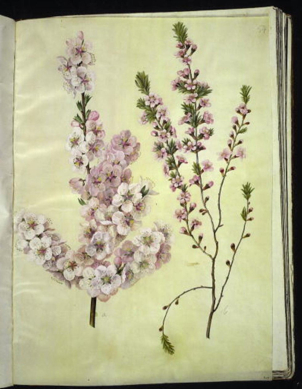 Prunus dulcis (amêndoa); Prunus tenella (amêndoa anã) de Hans Simon Holtzbecker