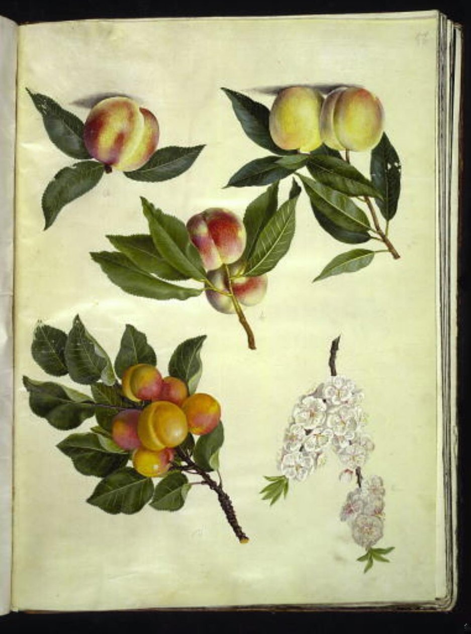 Prunus persica (ervilhas); Prunus armeniaca (almindelig damascos) de Hans Simon Holtzbecker
