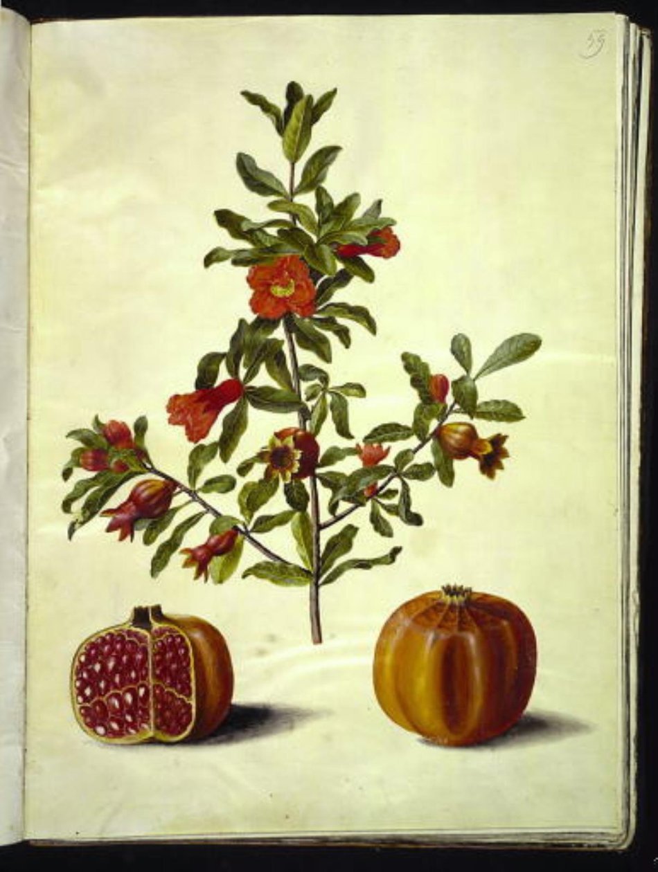 Punica granatum (romã) de Hans Simon Holtzbecker