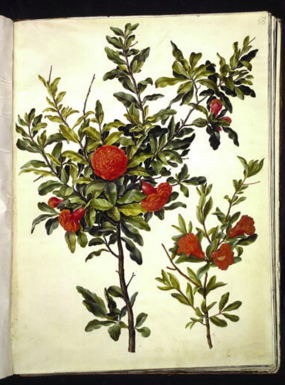 Punica granatum (romã) de Hans Simon Holtzbecker