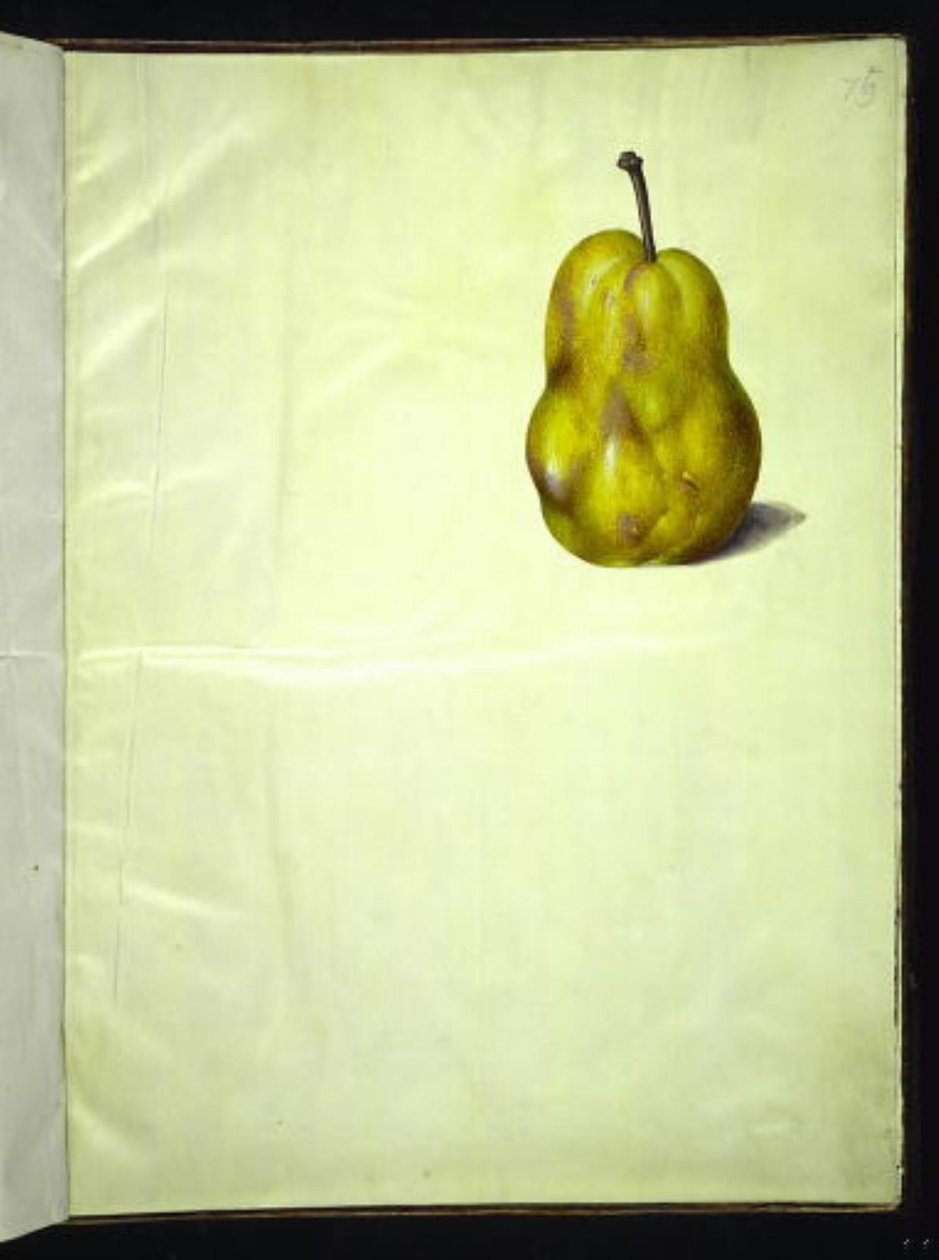 Pyrus communis (pêra comum) de Hans Simon Holtzbecker