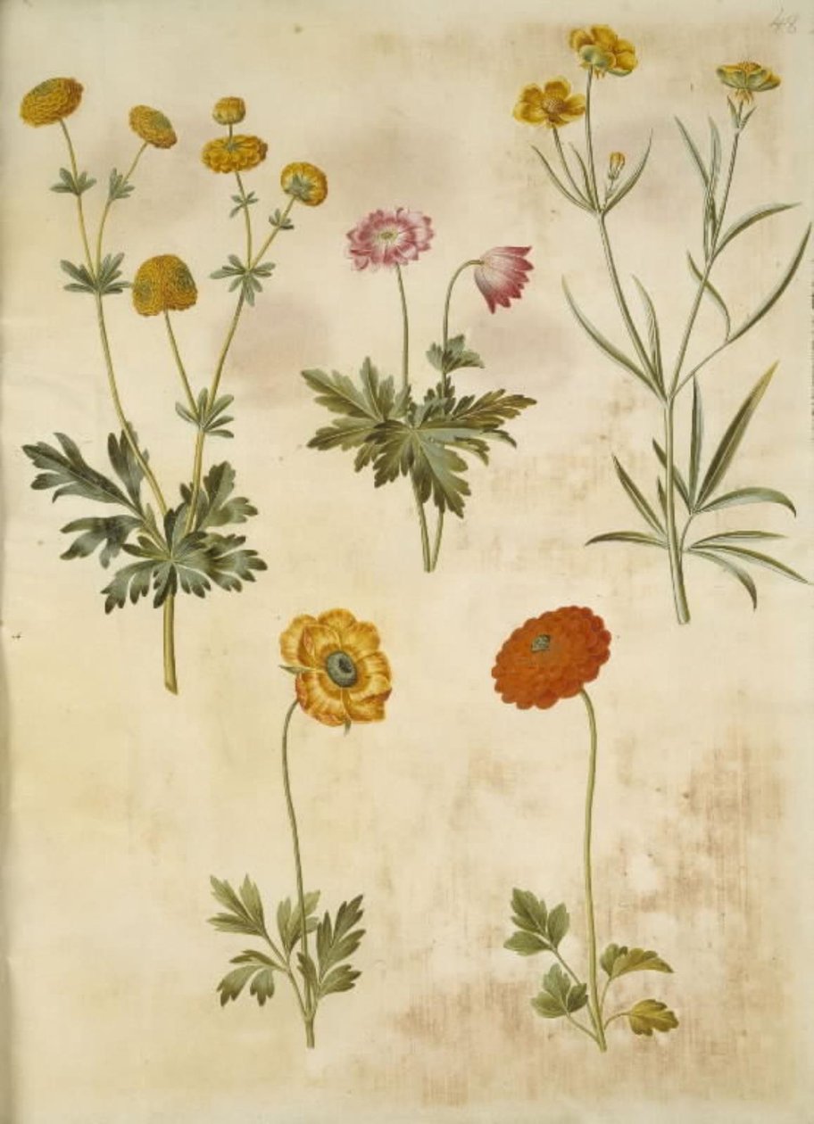Ranunculus acris (guldknap-ranunkel); Anêmona nemorosa (hvid anêmona); Ranunculus Illyricus (estepe-ranunkel); Ranunculus asiatica (ter-ranunkel) de Hans Simon Holtzbecker