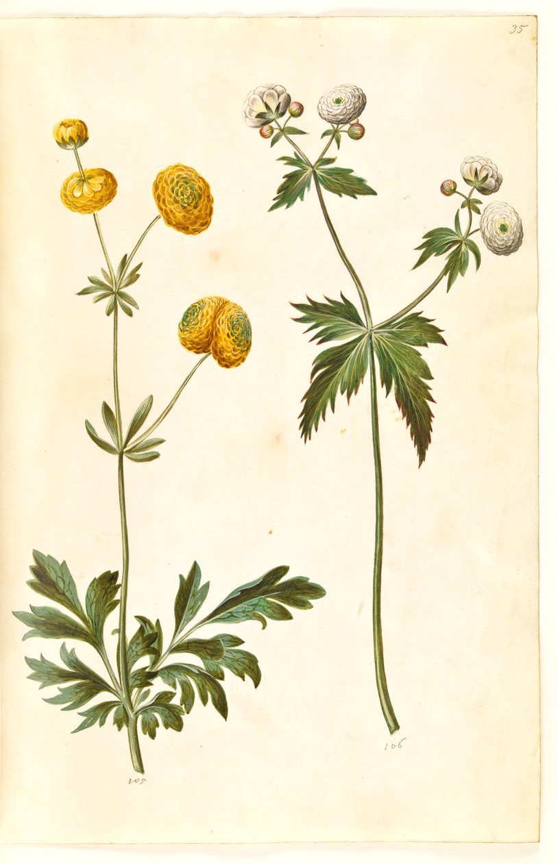 Ranunculus acris (botão de ouro com botão de ouro); Ranunculus aconitifolius (botão de ouro botão de prata) de Hans Simon Holtzbecker