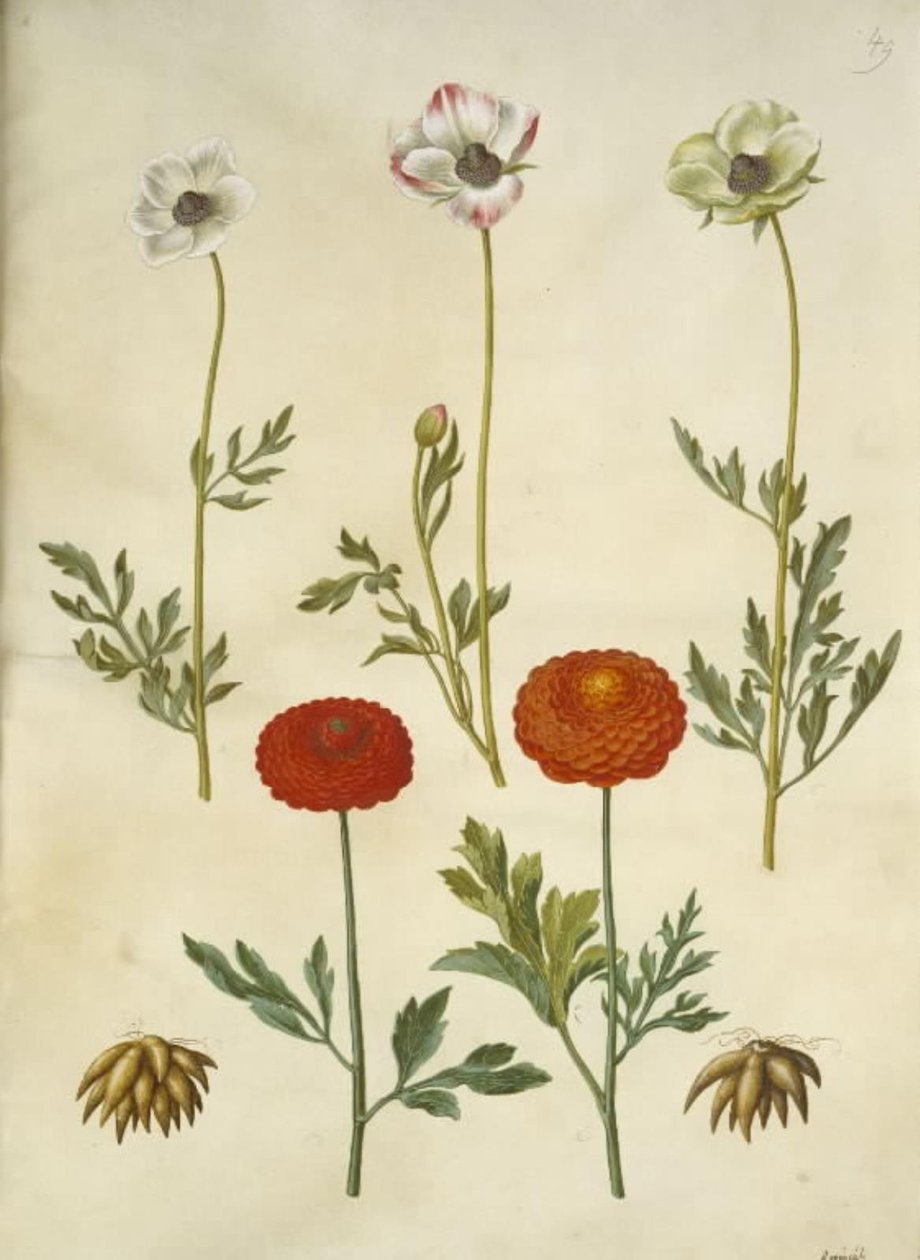 Ranunculus asiatica (ter-ranunkel) de Hans Simon Holtzbecker