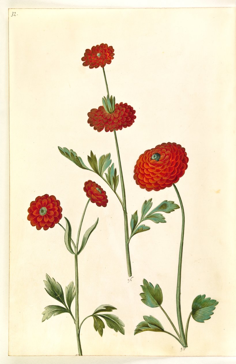 Ranunculus asiatica (ter-ranunkel) de Hans Simon Holtzbecker