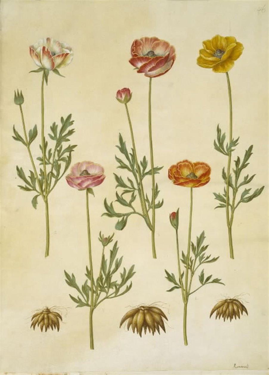 Ranunculus asiatica (ter-ranunkel) de Hans Simon Holtzbecker