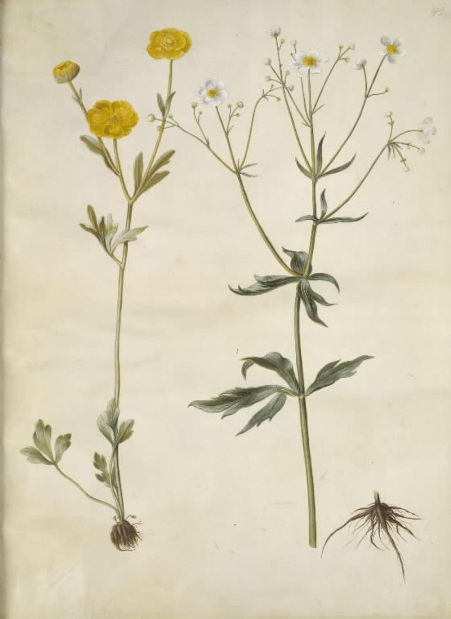 Ranunculus monspeliacus (manteiga de seda); Ranunculus aconitifolius (Ranunculus aconitifolius) de Hans Simon Holtzbecker