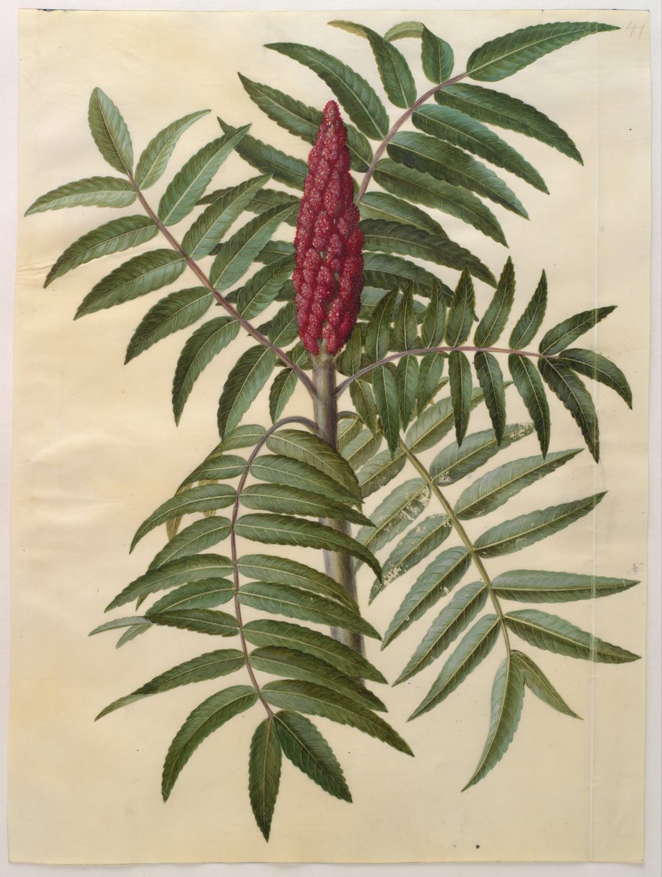 Rhus typhina de Hans Simon Holtzbecker