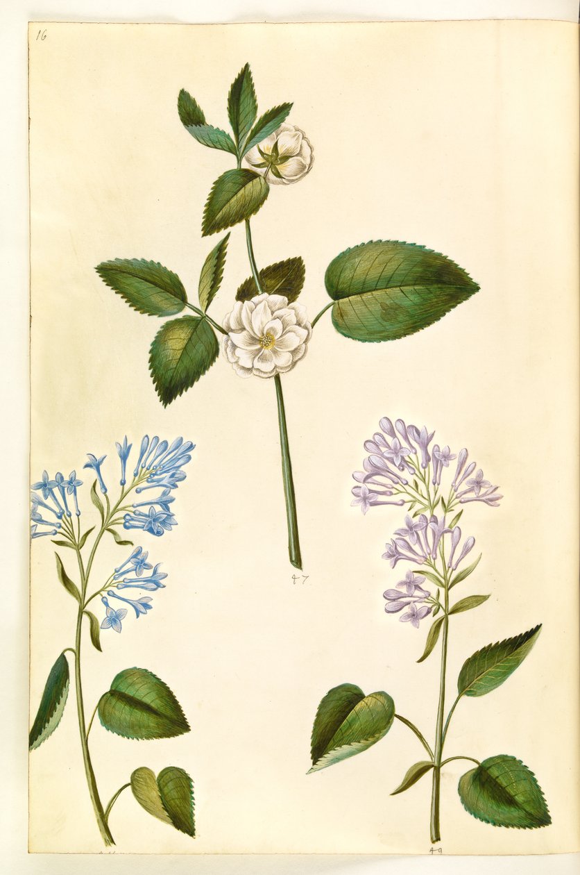 Rosa (?) (rosa); Syringa vulgaris (azeda comum) de Hans Simon Holtzbecker