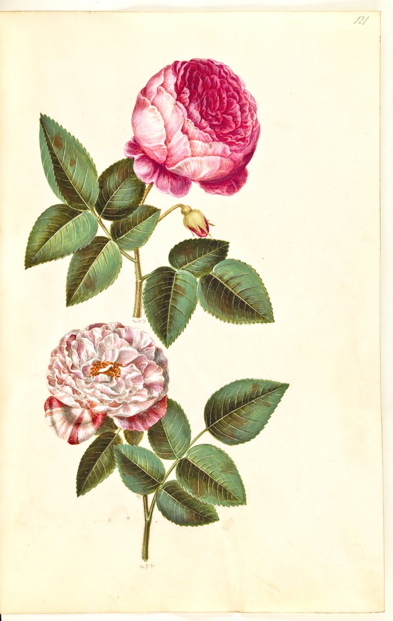 Rosa × centifolia (centifólia-rosa); Rosa gallica versicolor (