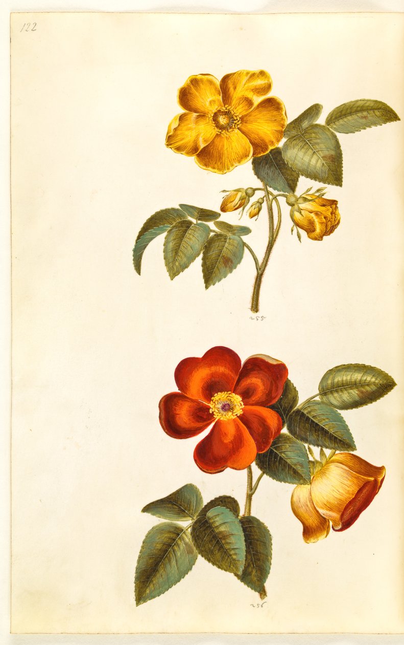 Rosa foetida (rosa amarela); Rosa foetida (rosa turca) de Hans Simon Holtzbecker