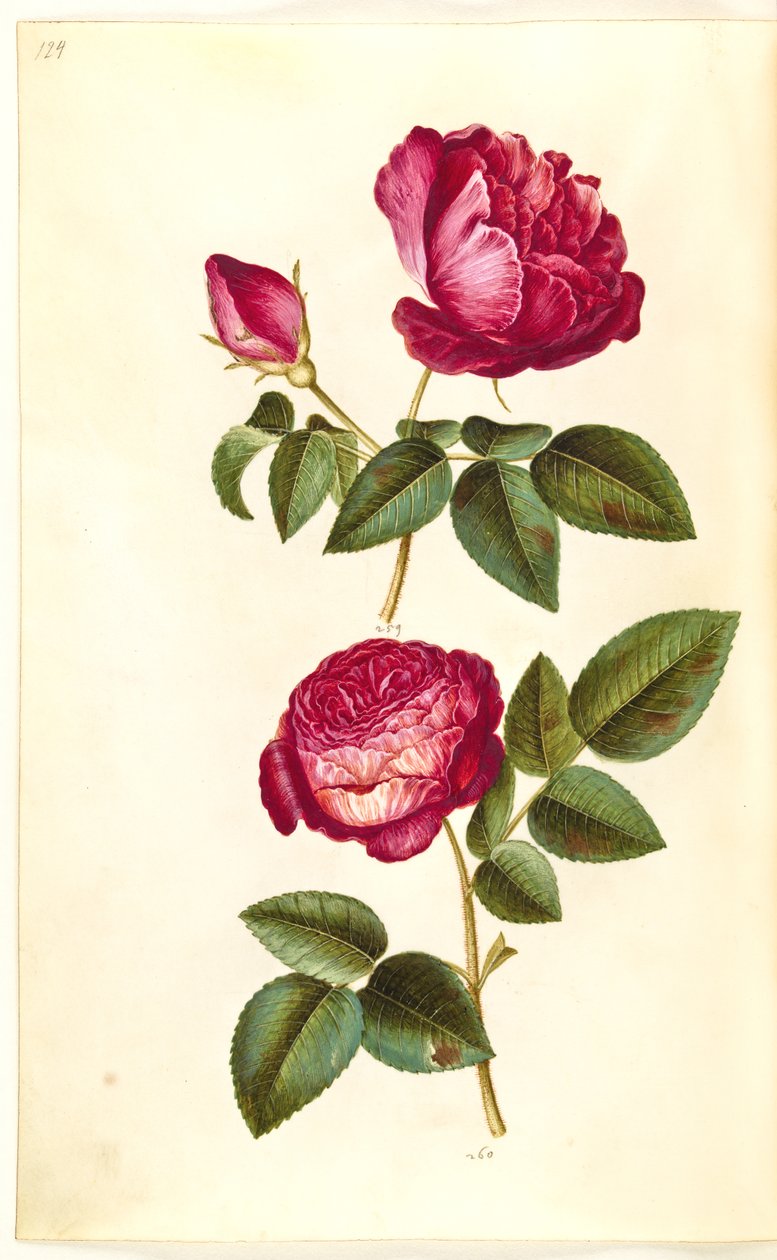Rosa gallica (rosa de apoteker); Rosa (?) (Rosas) de Hans Simon Holtzbecker