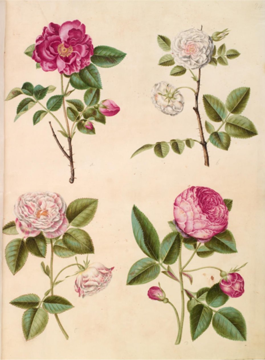 Rosa gallica (rosa de apoteker); Rosa × alba (hvid rose); rosa gaulesa (Rosa Mundi); Rosa × centifolia (centifólia-rosa) de Hans Simon Holtzbecker