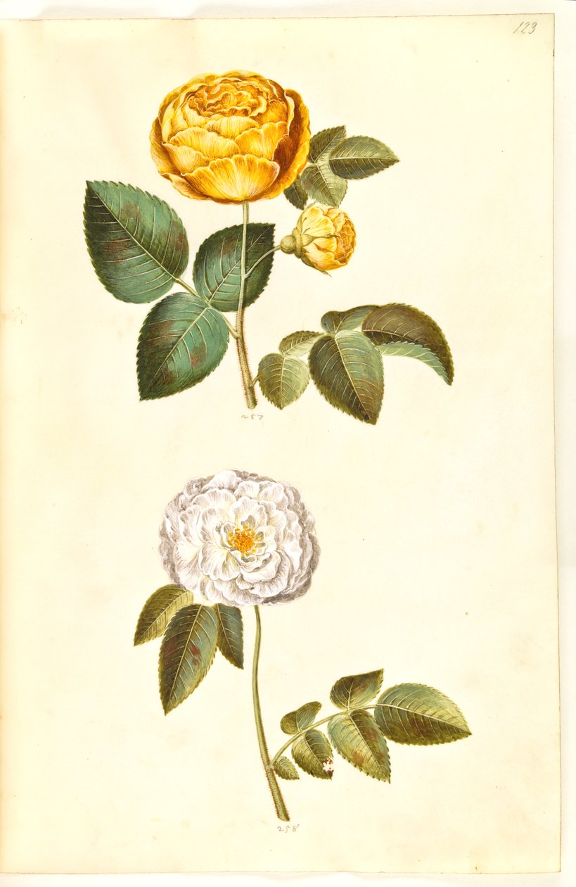Rosa hemisphaerica (rosa amarela sulfurosa); Rosa ×alba (rosa branca) de Hans Simon Holtzbecker