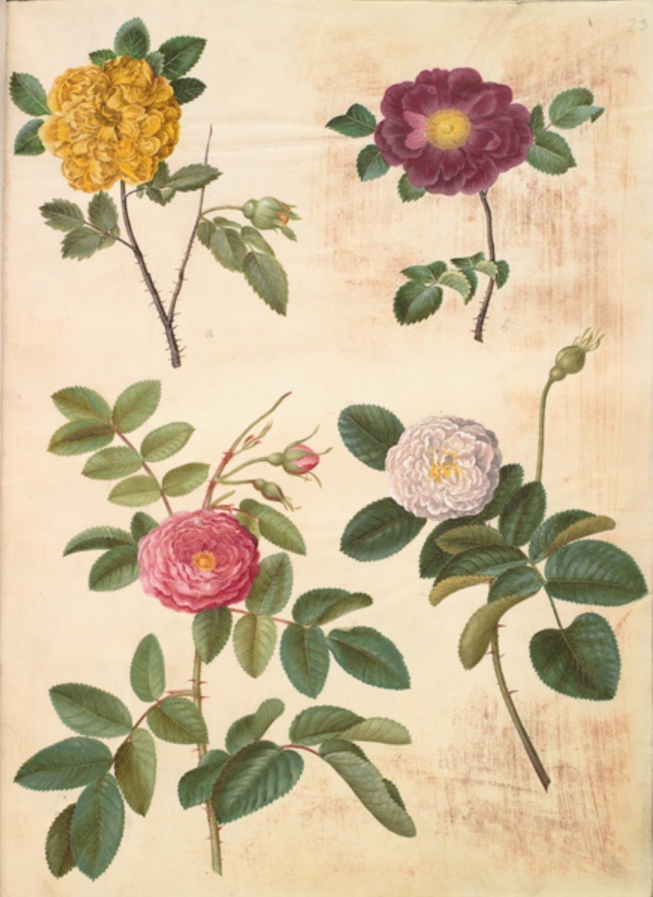 Rosa hemisphaerica (rosa amarela sulfurosa); Rosa gallica (rosa de veludo); Rosa ×damascena (rosa damascena) de Hans Simon Holtzbecker