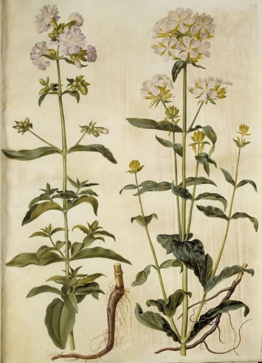 Saponaria officinalis (sabão comum) de Hans Simon Holtzbecker