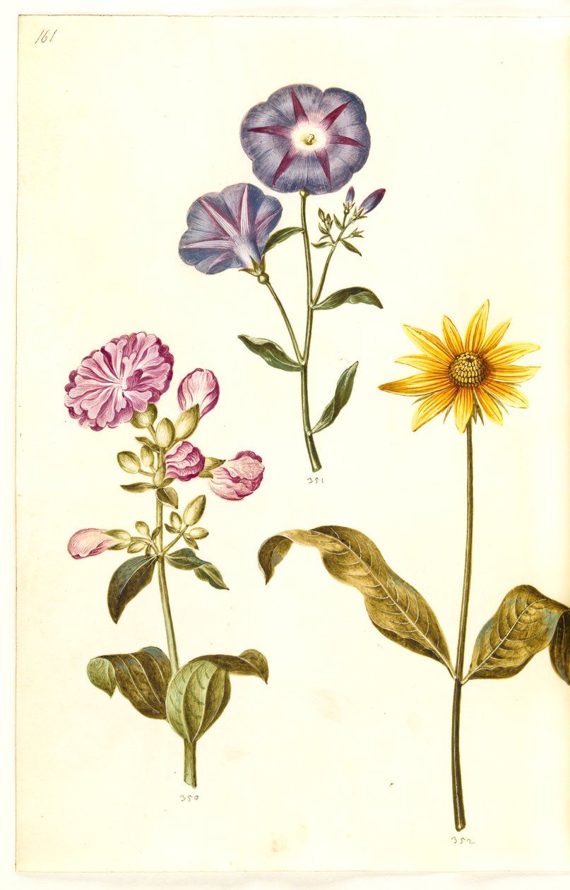 Saponaria officinalis (sabão comum); Convolvulus tricolor (saia de solteira); Helianthus (?) (espécie de girassol) de Hans Simon Holtzbecker