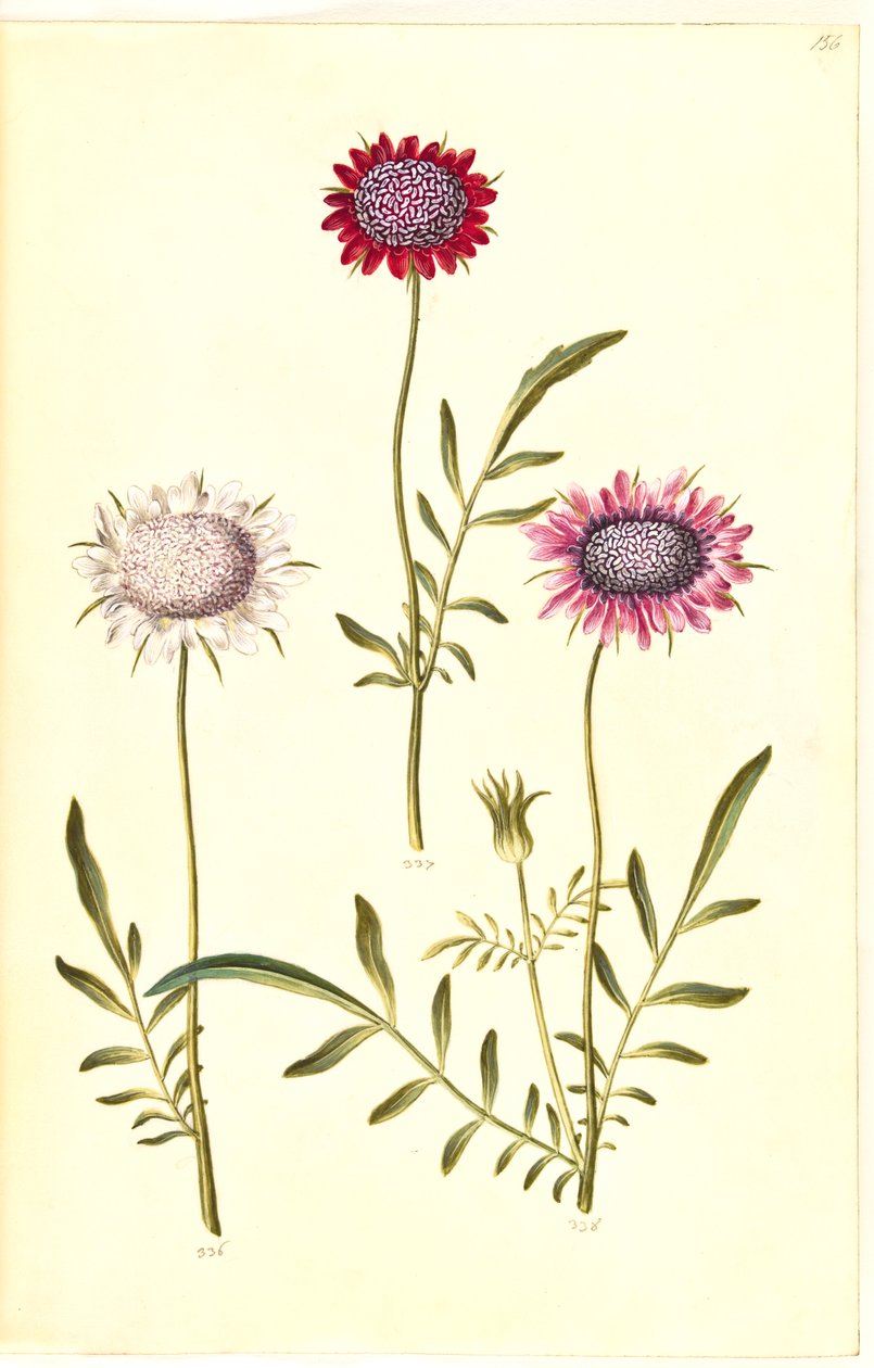 Scabiosa atropurpurea (enkeblomst) de Hans Simon Holtzbecker