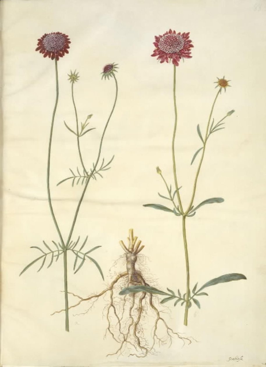 Scabiosa atropurpurea (enkeblomst) de Hans Simon Holtzbecker