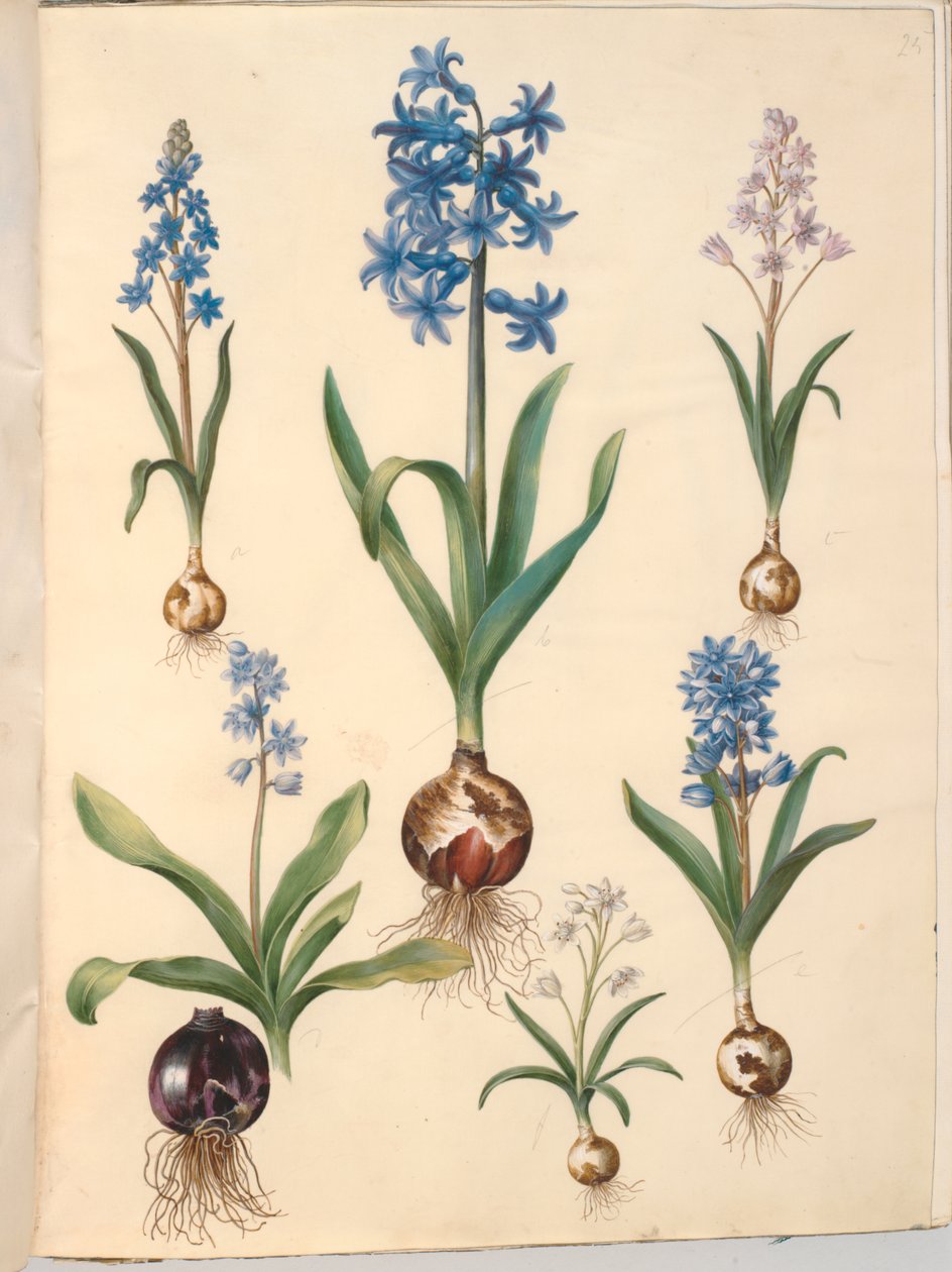 Scilla bifolia (tobladet skilla); jacinto oriental (almindelig hyacint); bela skilla (himmelblå skilla) de Hans Simon Holtzbecker