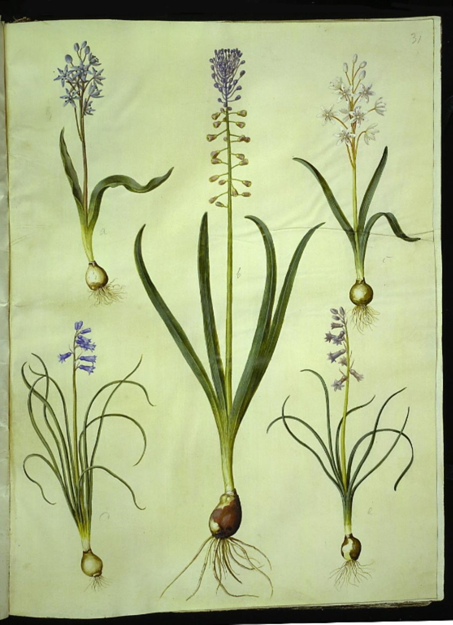 Scilla bifolia (scilla de duas folhas); Muscari comosum (jacinto do crepúsculo); Brimeura amethystina (jacinto dos Pirenéus) de Hans Simon Holtzbecker