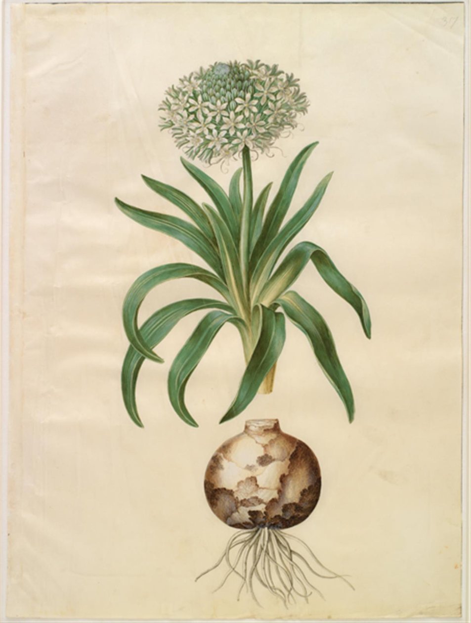 Scilla peruviana (scilla gigante) de Hans Simon Holtzbecker