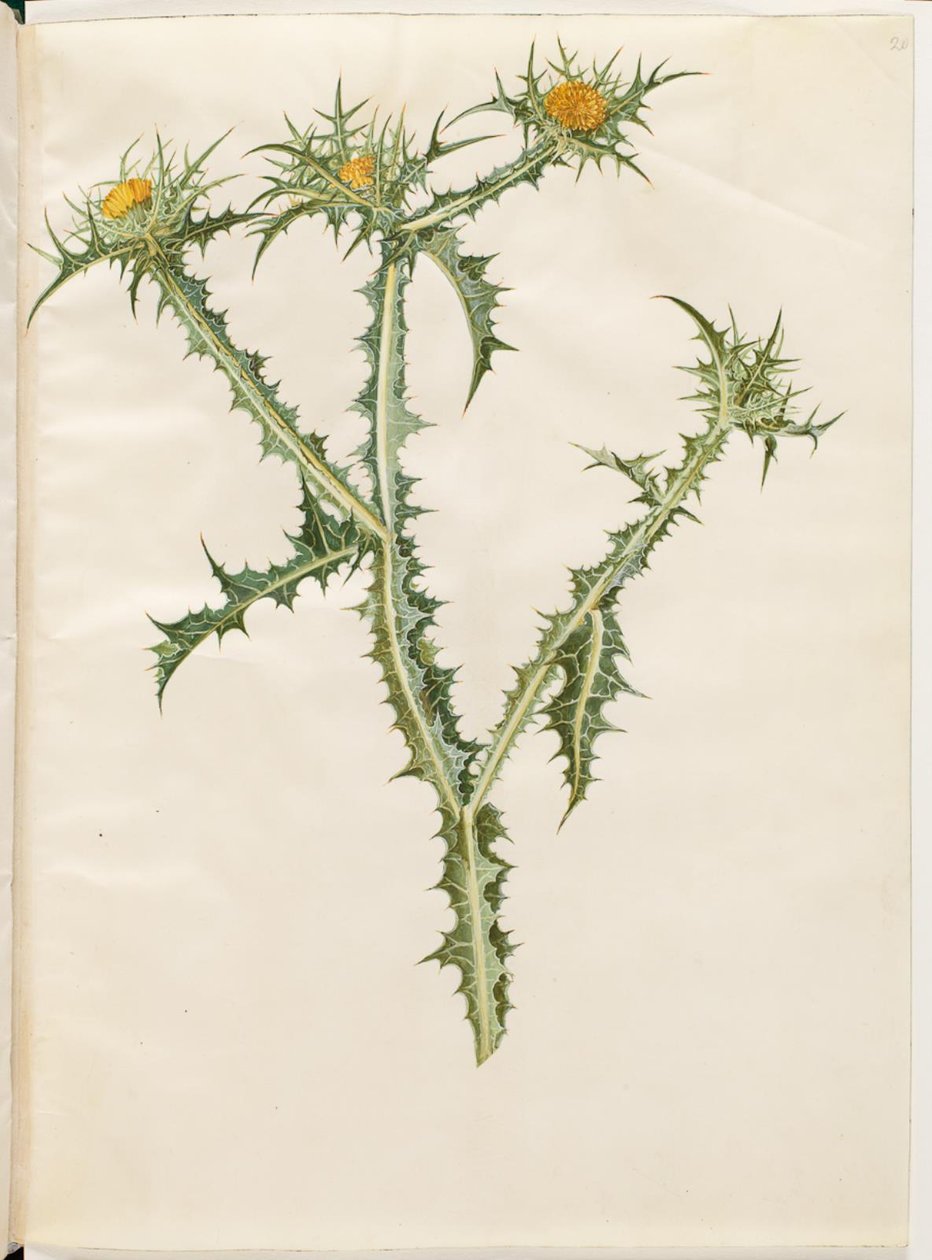 Scolymus hispanicus (cardo dourado espanhol) de Hans Simon Holtzbecker