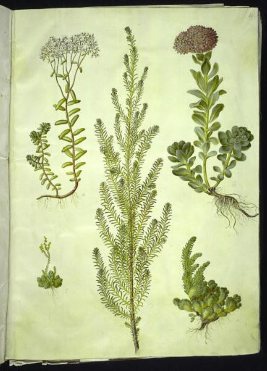Álbum de Sedum (pedra branca); Sedum anacampseros (erva de folhas redondas); Sedum (erva de rocha); Suaeda vera (pé de ganso); Sedum rupestre (pedra de montanha) de Hans Simon Holtzbecker