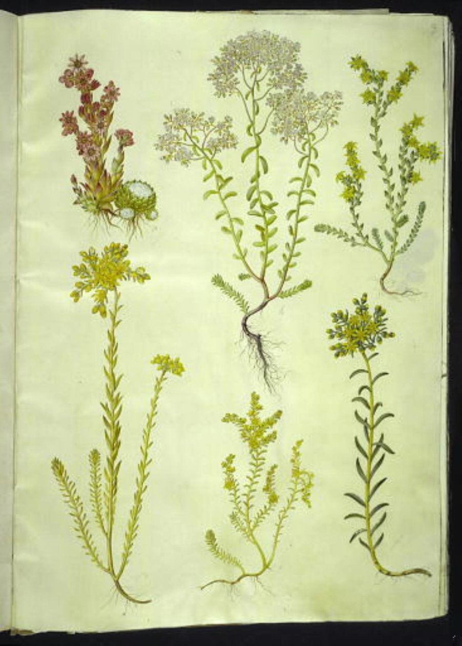 Sempervivum arachnoideum (cebola de teia de aranha); Álbum de Sedum (pedra branca); Sedum acre (pedra de pedra mordente); Sedum rupestre (pedra de montanha); Sedum sexangulare (stonewort de seis fileiras) de Hans Simon Holtzbecker